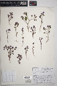 Phacelia pulchella image