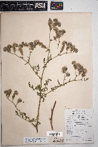 Phacelia ramosissima image