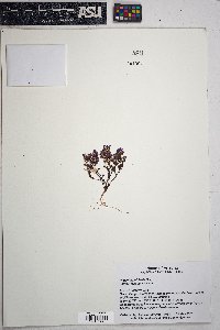 Phacelia pulchella image