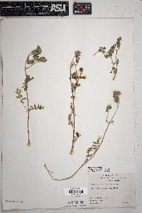 Phacelia distans image