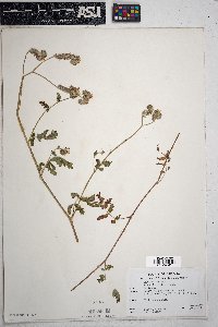 Phacelia distans image