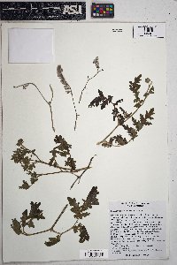 Phacelia ramosissima image