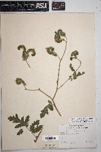 Phacelia ramosissima image