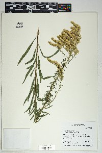 Solidago canadensis var. scabra image