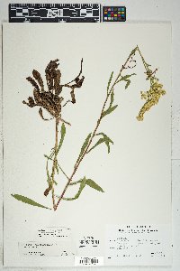 Solidago missouriensis var. missouriensis image