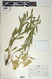 Solidago velutina image