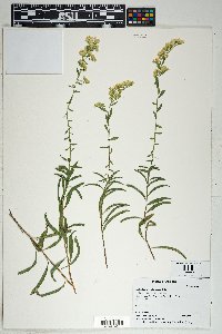 Solidago velutina image