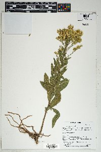 Solidago velutina image