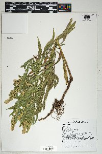 Solidago velutina image