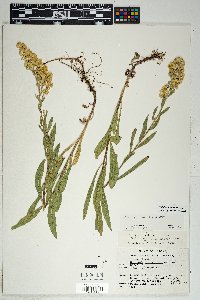 Solidago velutina image