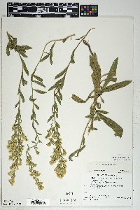 Solidago velutina image