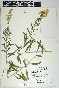 Solidago velutina image