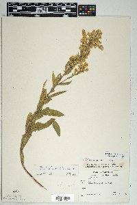 Solidago velutina image