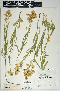 Solidago velutina image