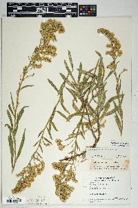 Solidago velutina image