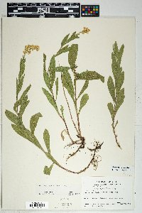 Solidago velutina image