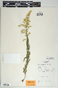 Solidago velutina image