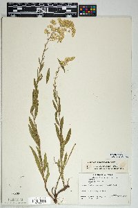 Solidago velutina image