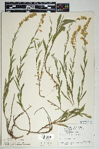 Solidago velutina image