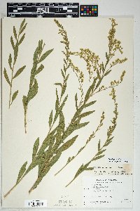 Solidago velutina image