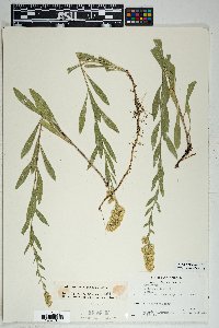 Solidago velutina image