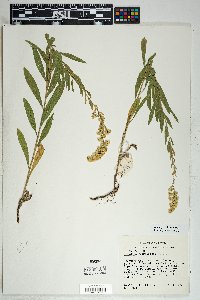 Solidago velutina image