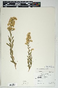 Solidago velutina image