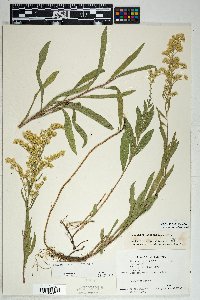 Solidago velutina image