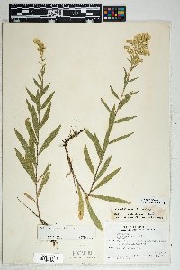 Solidago velutina image