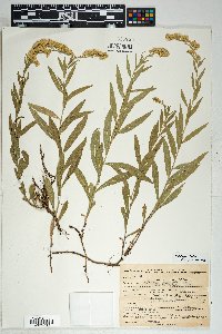 Solidago velutina image