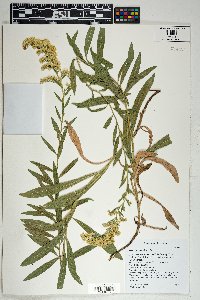 Solidago velutina image