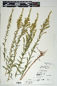 Solidago velutina image