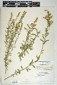 Solidago velutina image