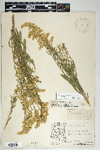 Solidago velutina image