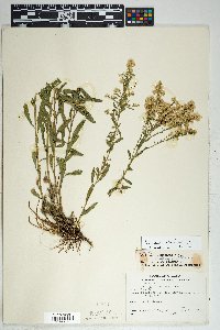 Solidago velutina image