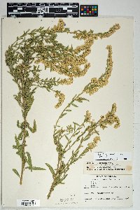 Solidago velutina image