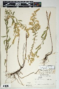 Solidago velutina image