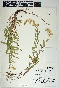 Solidago velutina image