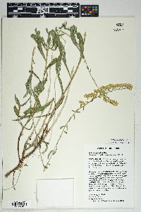 Artemisia bigelovii image