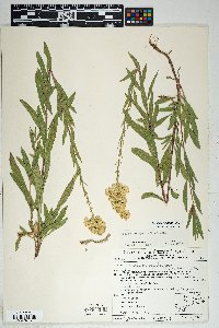 Solidago velutina image