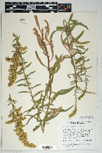 Solidago velutina image