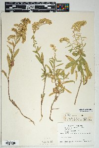 Solidago velutina image