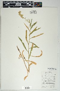 Solidago velutina image