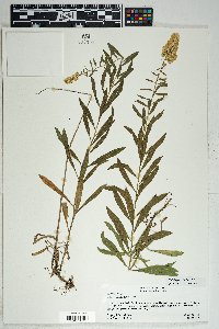 Solidago velutina image