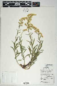 Solidago velutina image