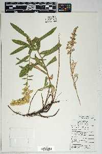 Solidago velutina image