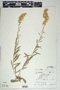 Solidago velutina image