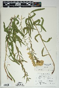 Solidago velutina image