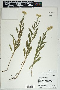 Solidago velutina image