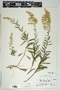 Solidago velutina image